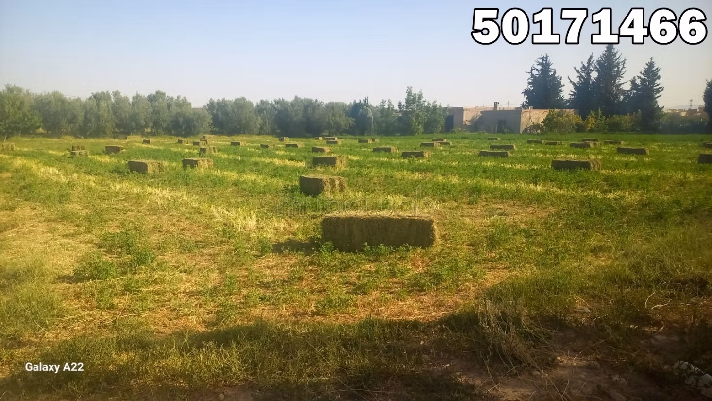 بيع أرض. المساحة الإجمالية 10000 م²