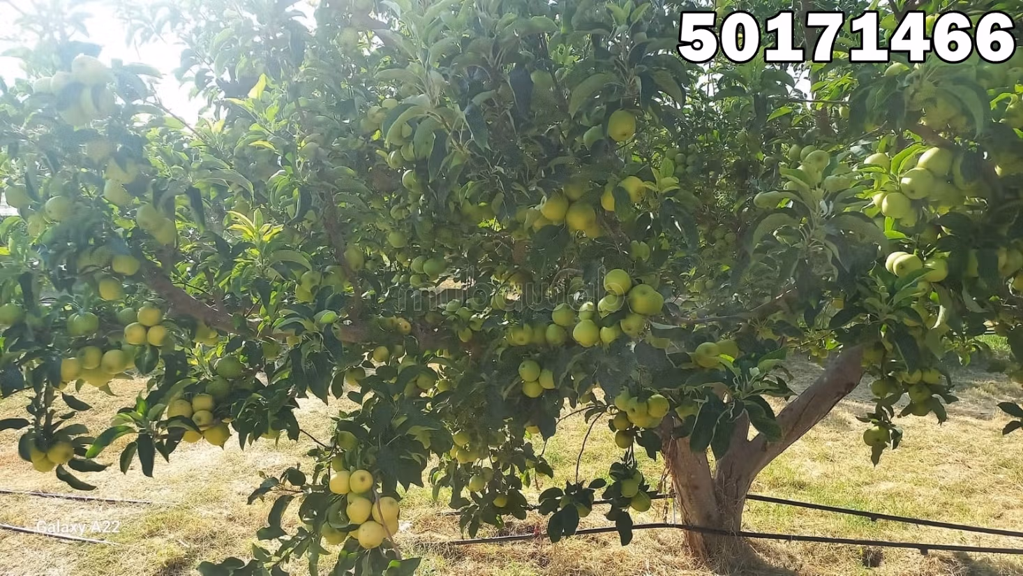 بيع أرض. المساحة الإجمالية 10000 م²