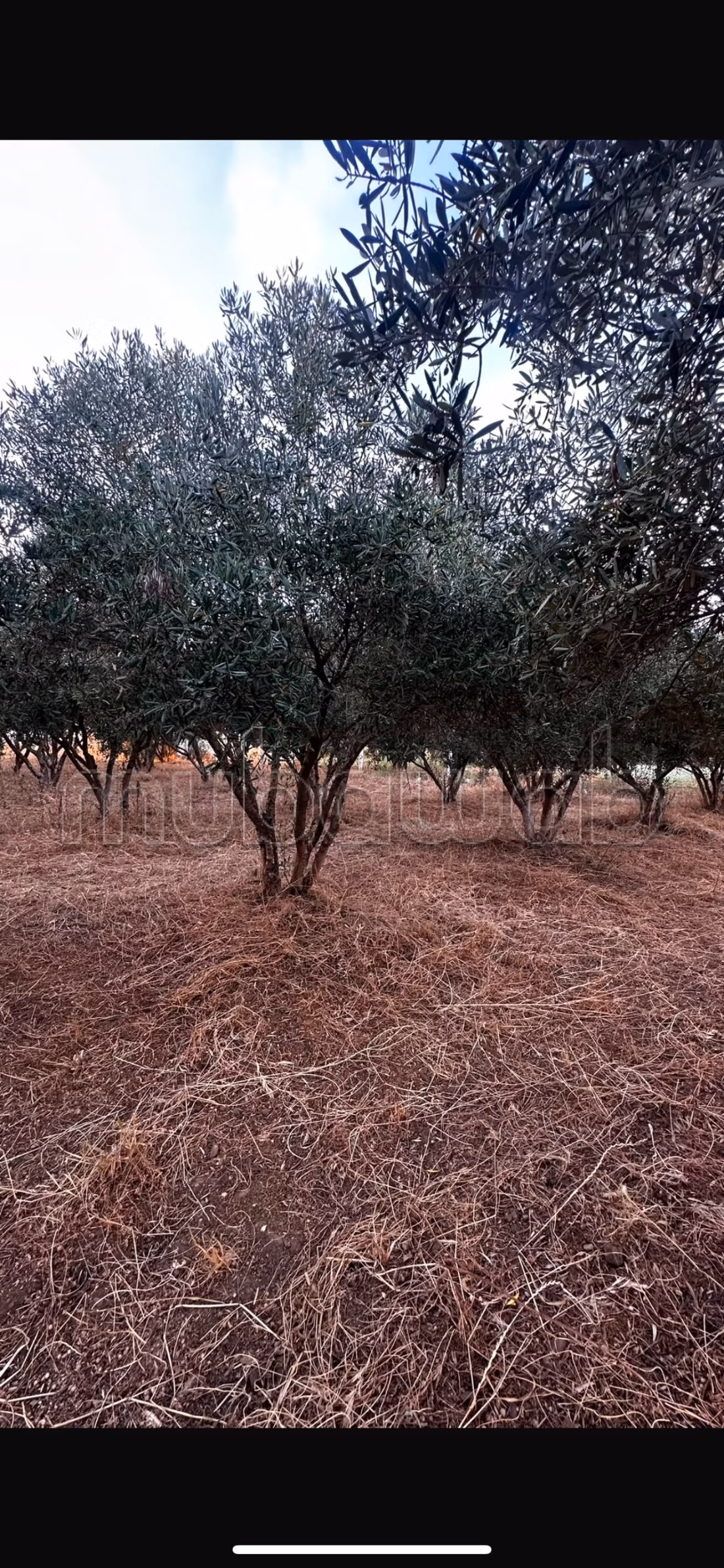 Terrain agricole avec ancienne maison de campagne