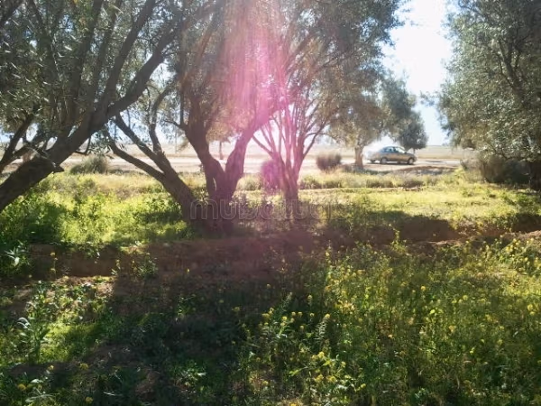 Land for sale. Area of 800 m²