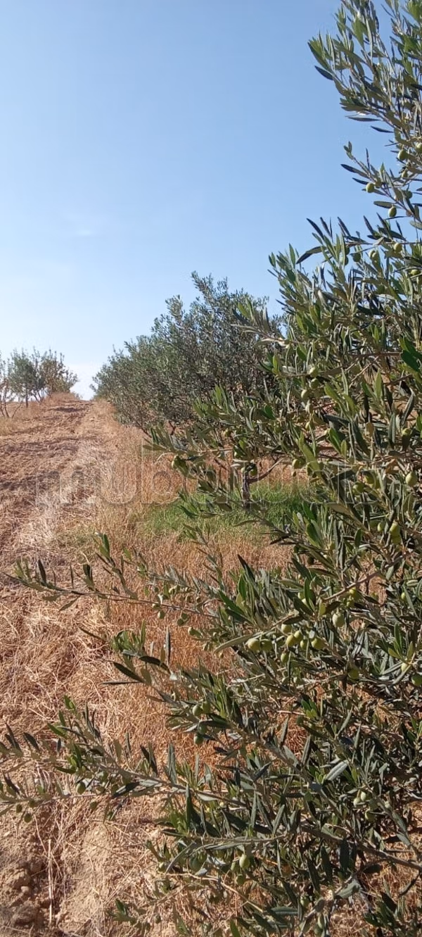 Land to buy. Dimension 90000 m²