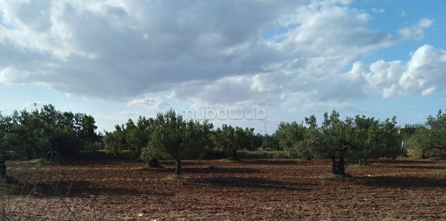 Vends terrain en face de l'écovillage