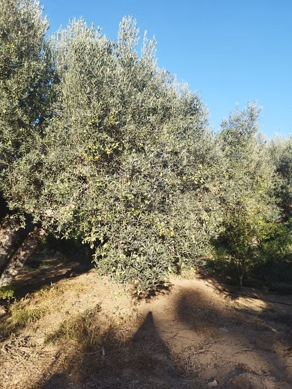 Vendita terreno. Superficie 10000 m²