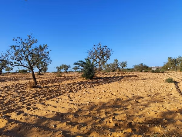 Terrain planté d'amandier sfax