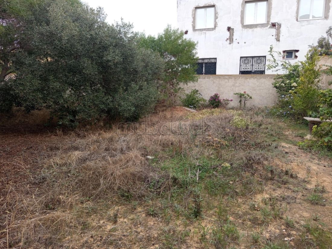 Terrain à kharrouba Hammamet