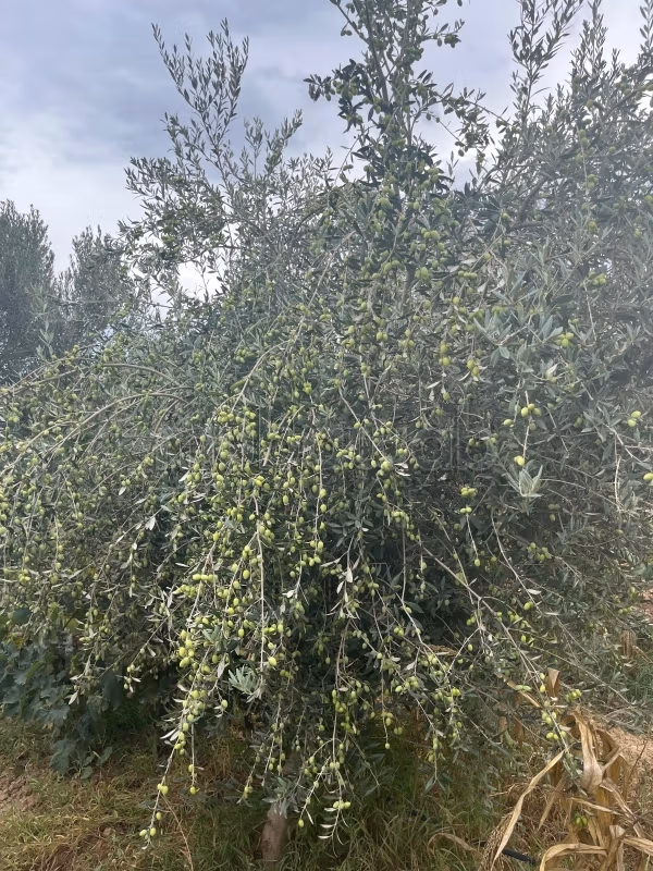 A vendre terrain agricole 3 hectare planté