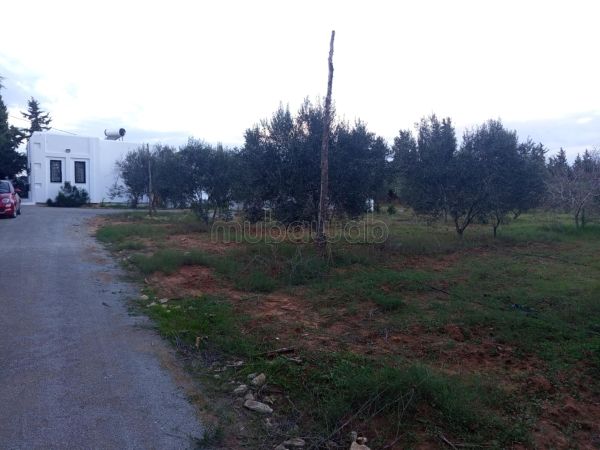 Jolie Terrain a vendre a Hammamet route sidi Hamed