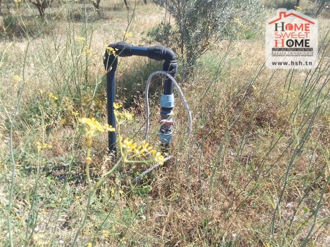 Farm for sale. Dimension 250000 m²
