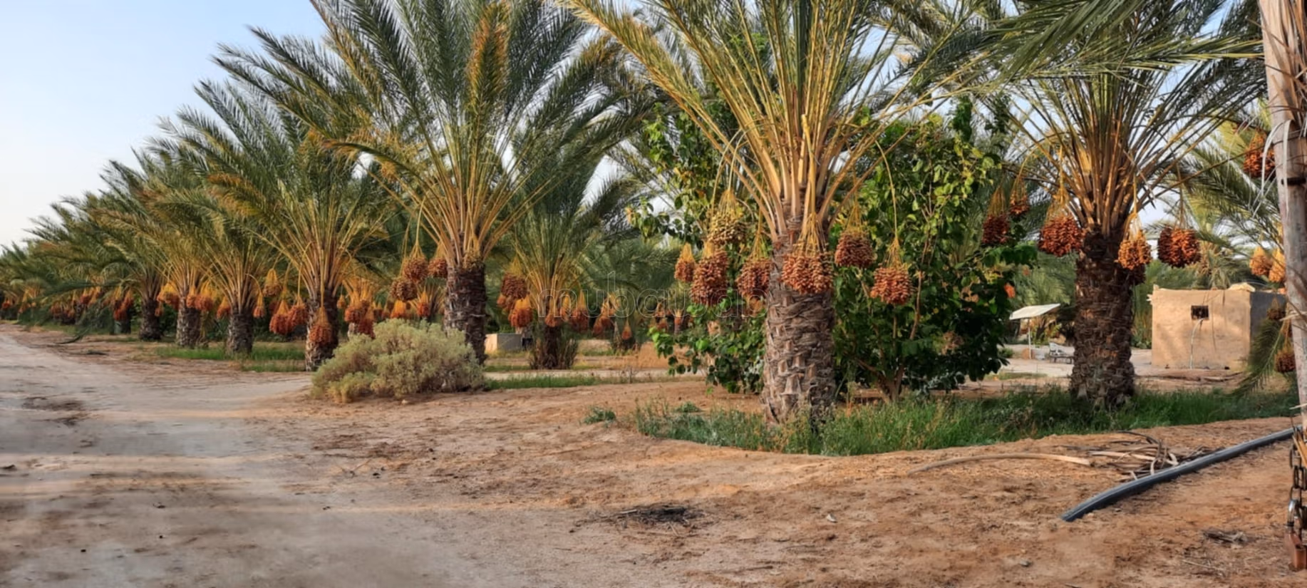 Superbe ferme agricole à Tozeur