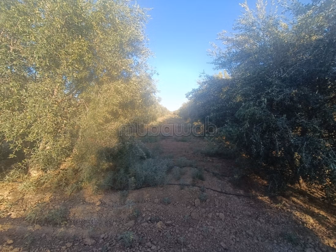 Bel terreno in vendita. Superficie 8000 m²