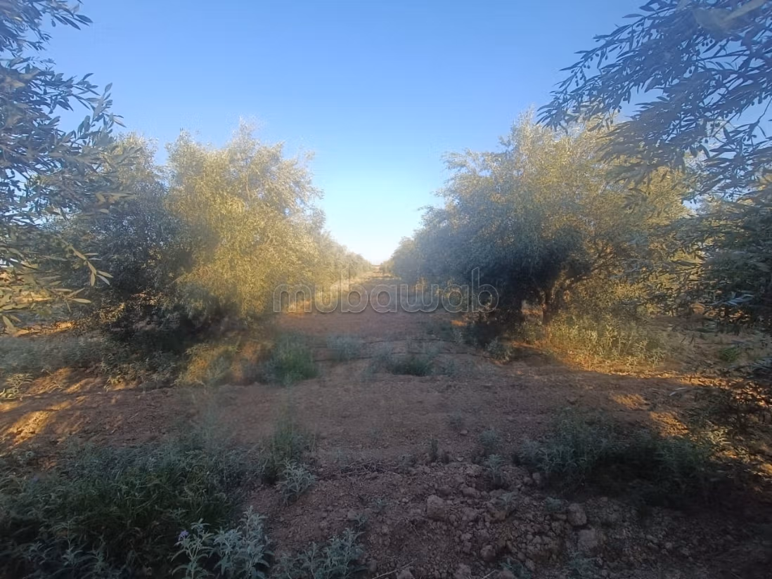 Bel terreno in vendita. Superficie 8000 m²