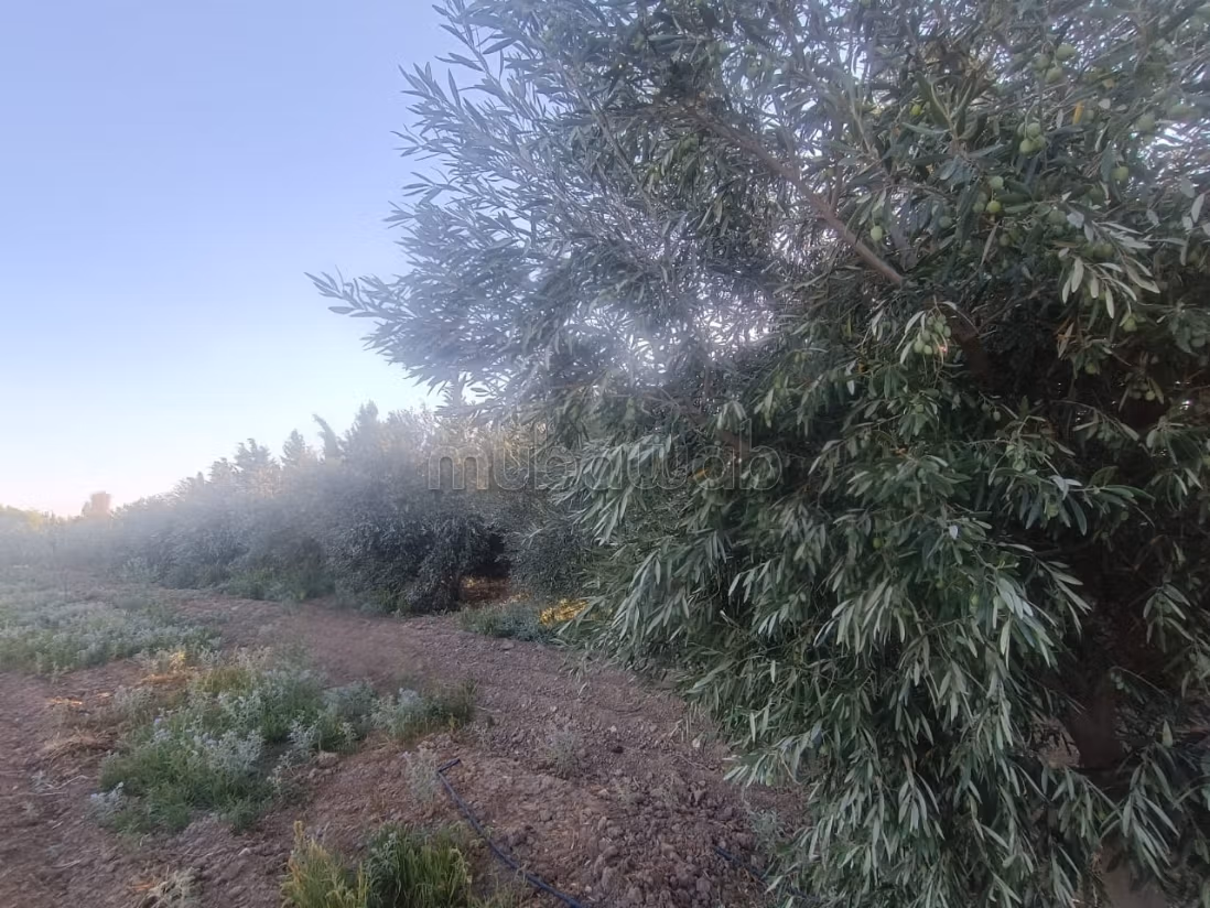 Bel terreno in vendita. Superficie 8000 m²