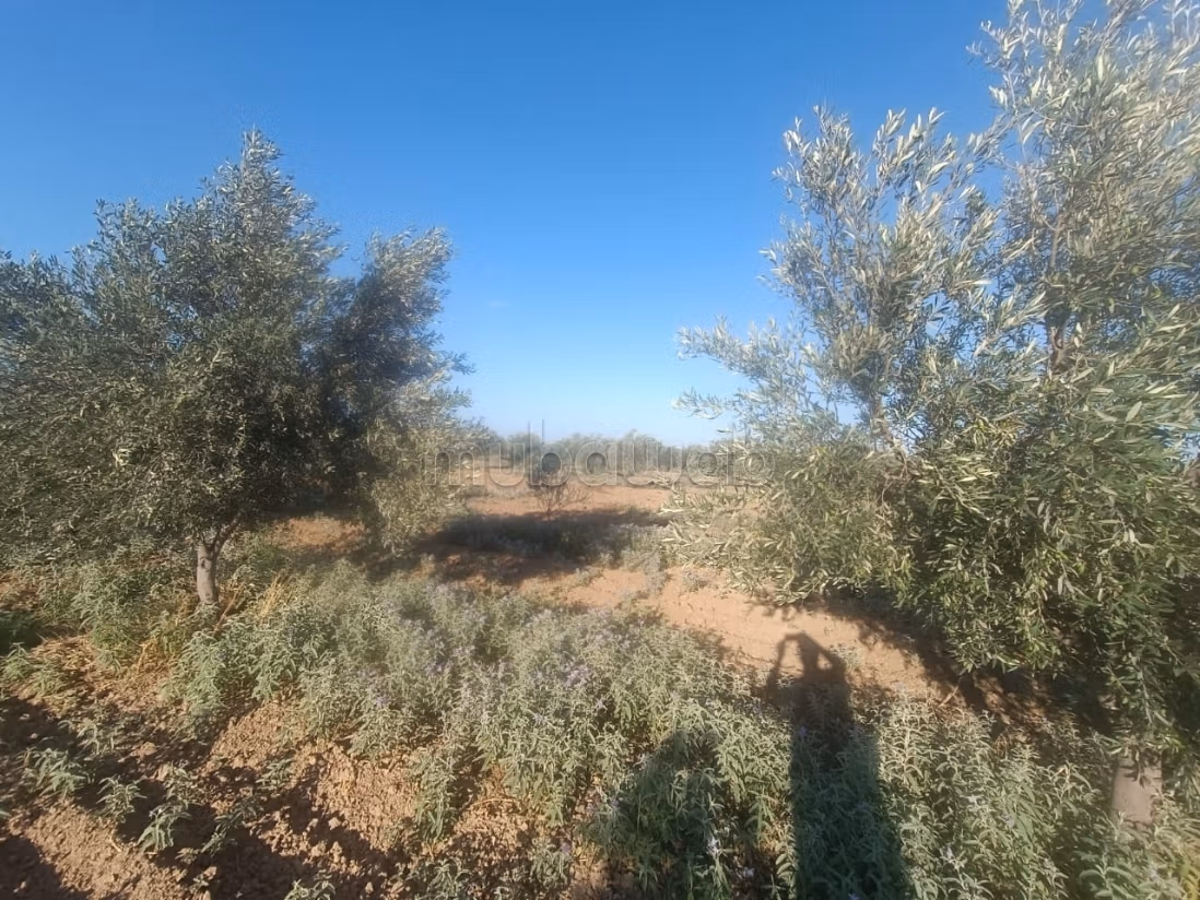 Bel terreno in vendita. Superficie 8000 m²