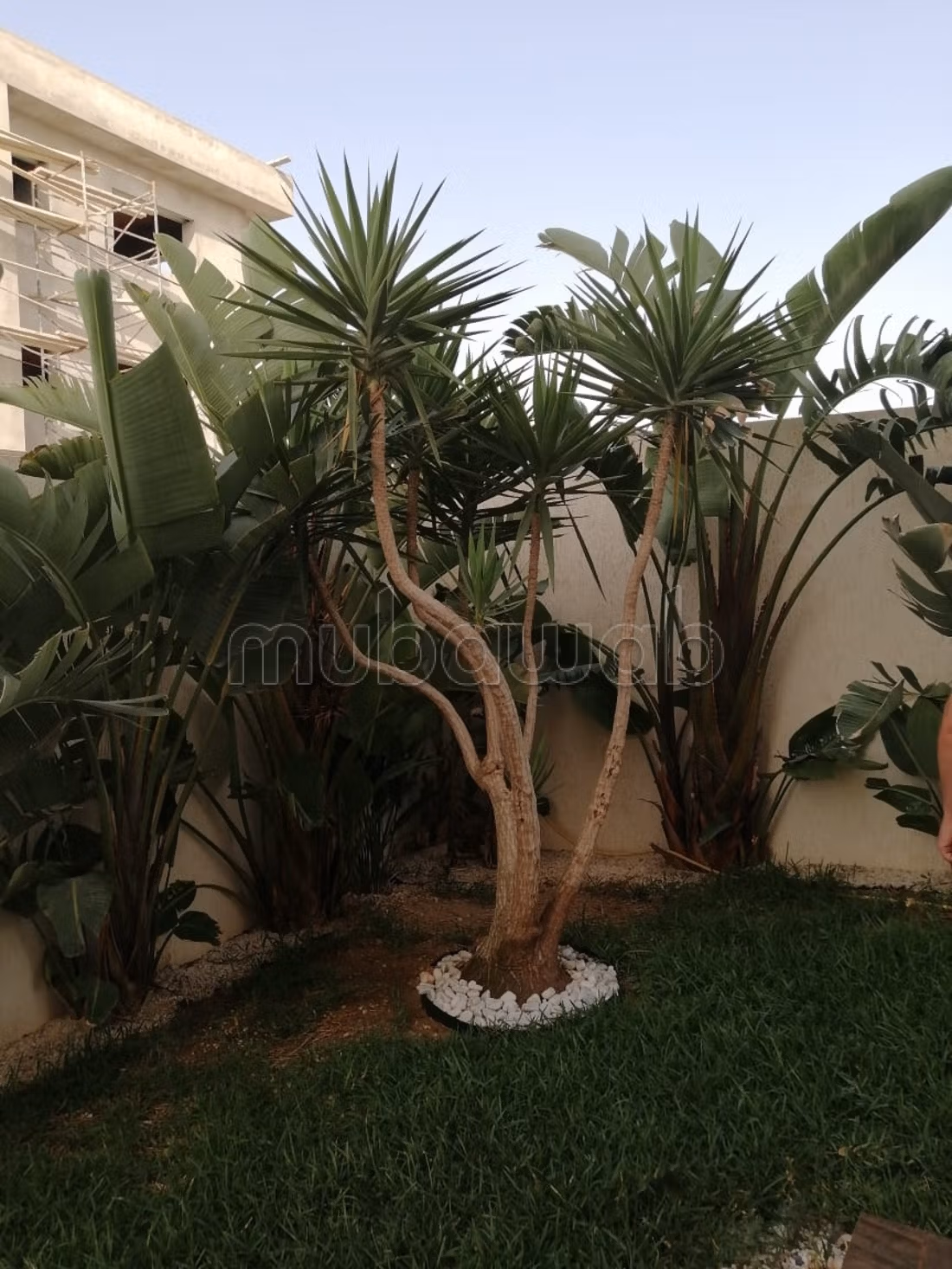 Luxueuse Villa avec piscine à la soukra