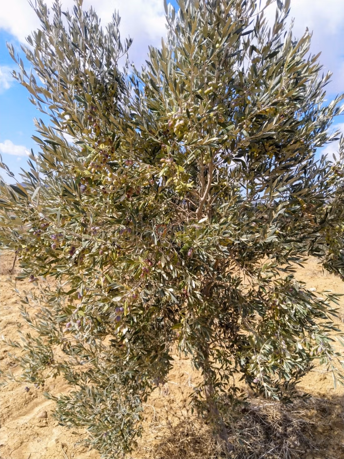 À Vendre Ferme à Bir Bouregba de 4.1 hectares