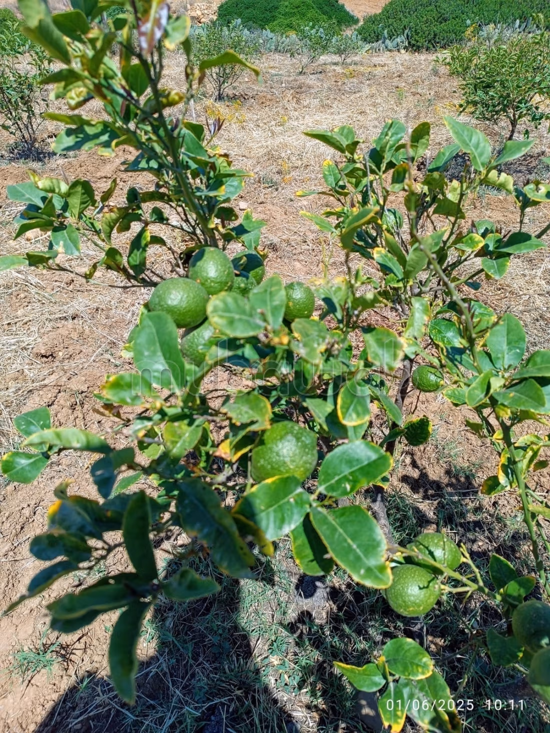 À Vendre Ferme à Bir Bouregba de 4.1 hectares