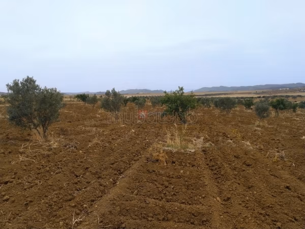 Bella tenuta agricola in vendita. Superficie di 41000 m²