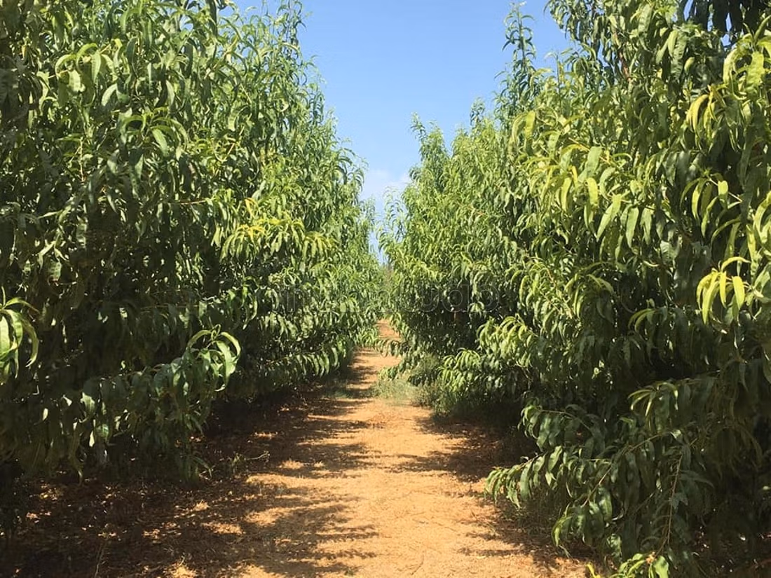 Acquista questo bel terreno. Superficie 150000 m²