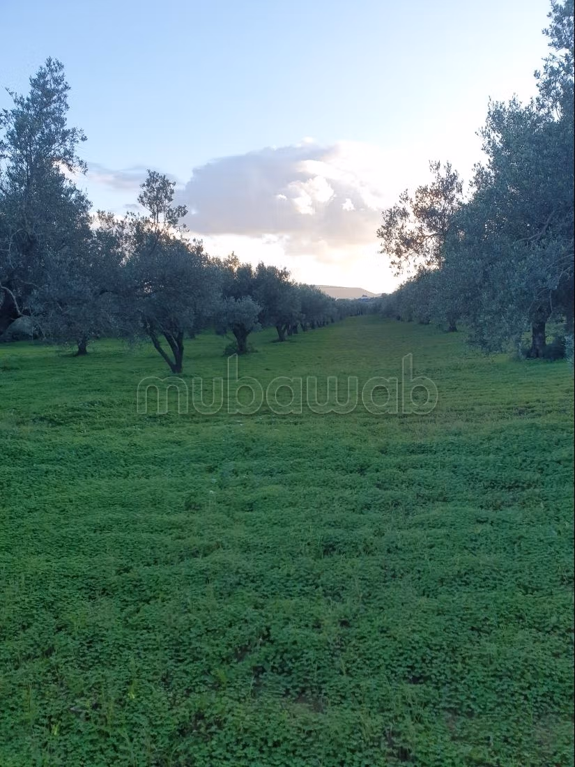 Land for purchase. Area 12000 m²