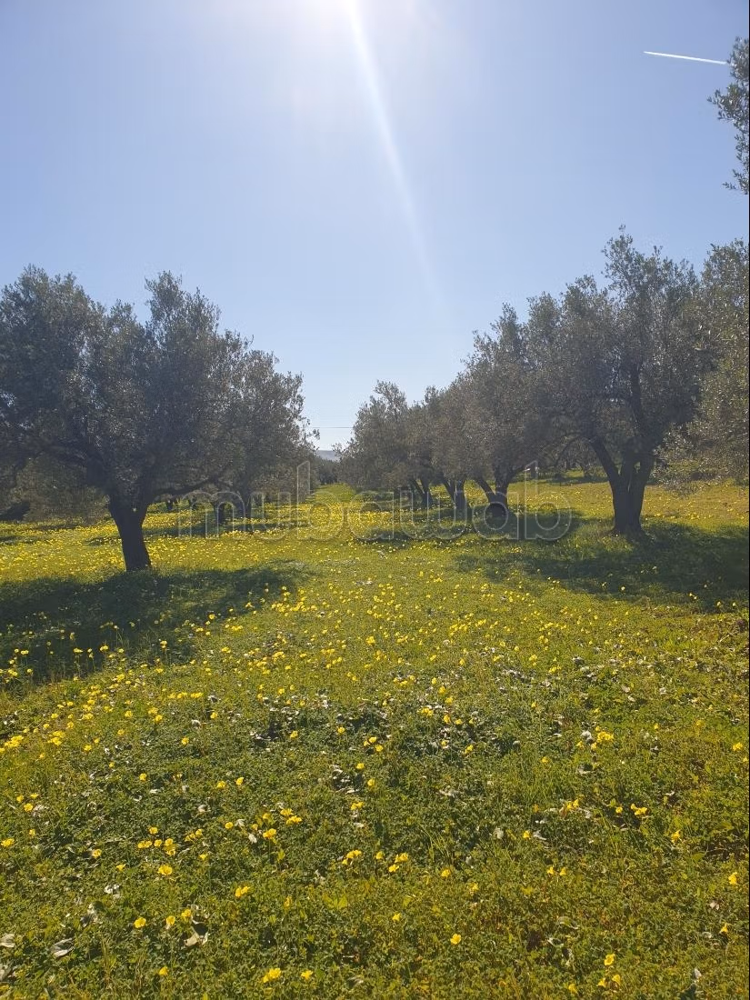 Land for purchase. Area 12000 m²