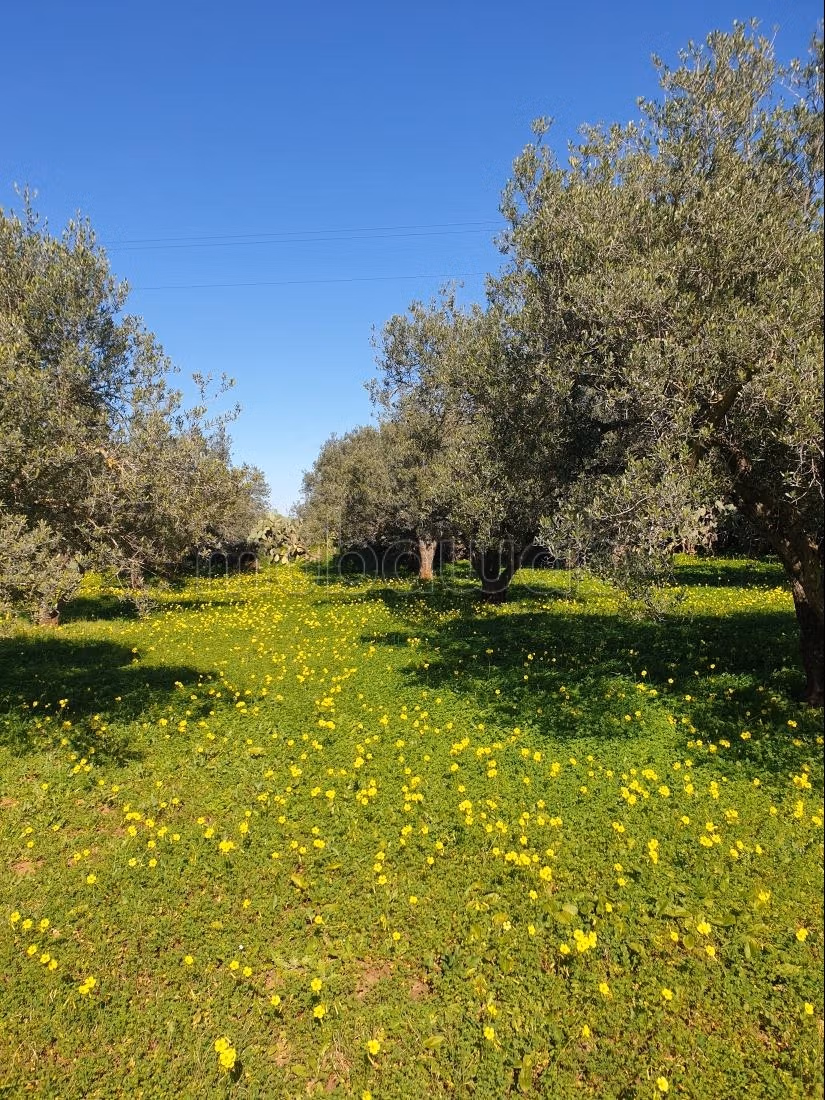 Land for purchase. Area 12000 m²