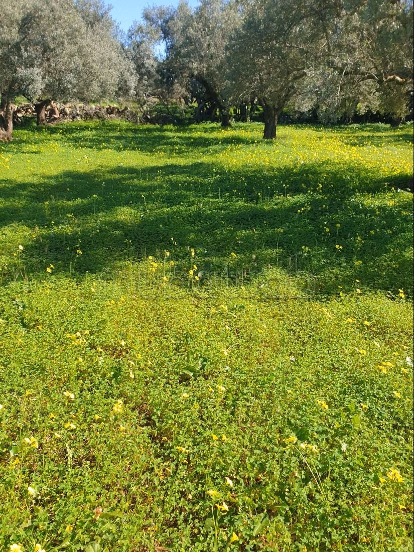 Land for purchase. Area 12000 m²