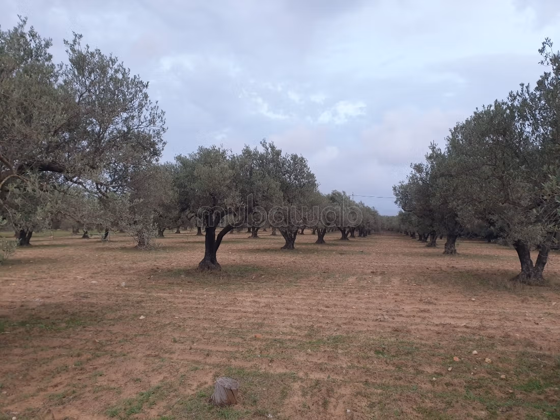 Land for purchase. Area 12000 m²