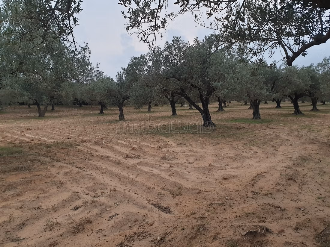 Land for purchase. Area 12000 m²