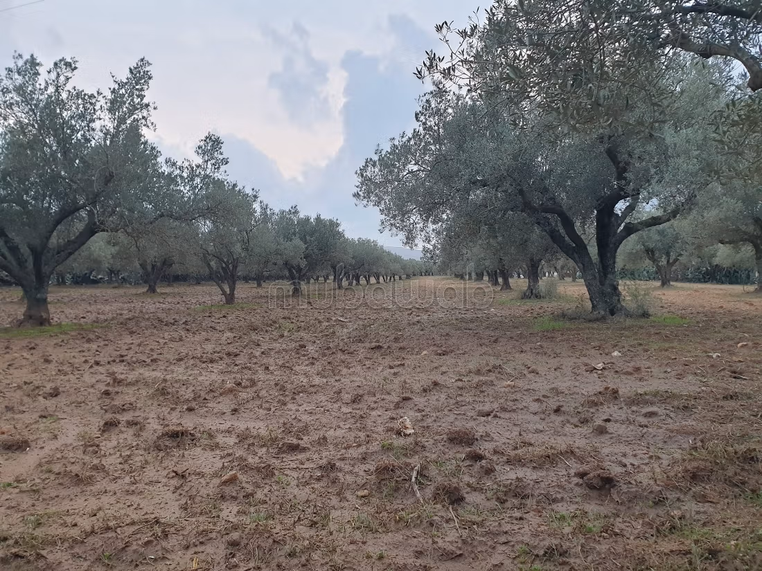 Land for purchase. Area 12000 m²