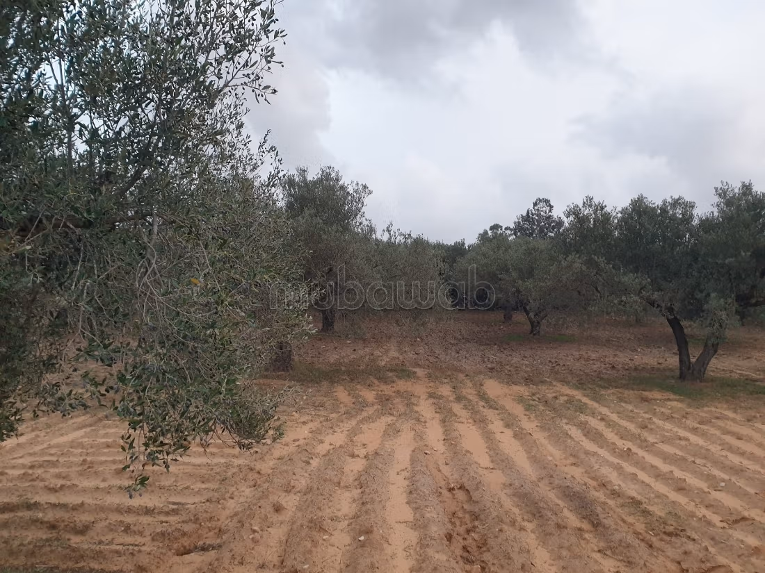 Land for purchase. Area 12000 m²