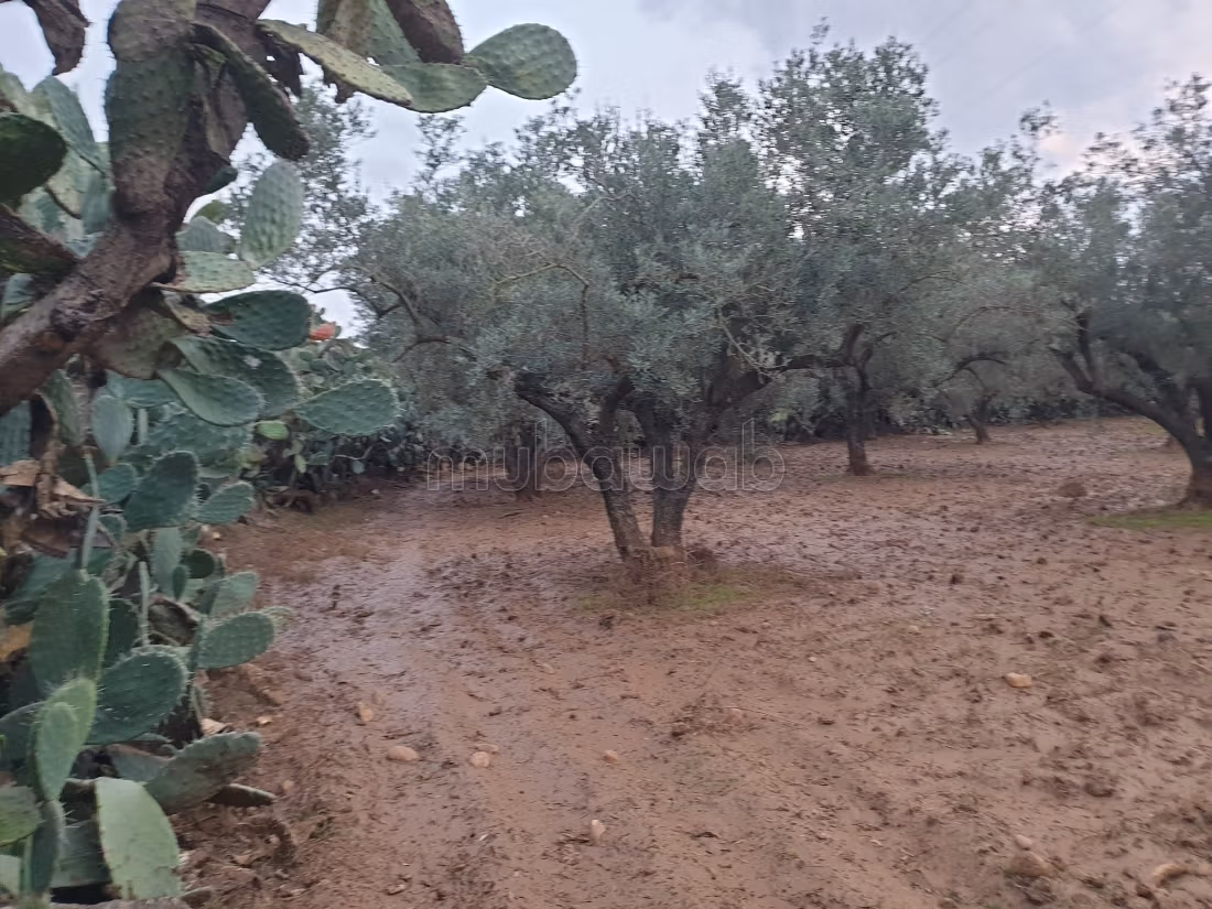 Land for purchase. Area 12000 m²