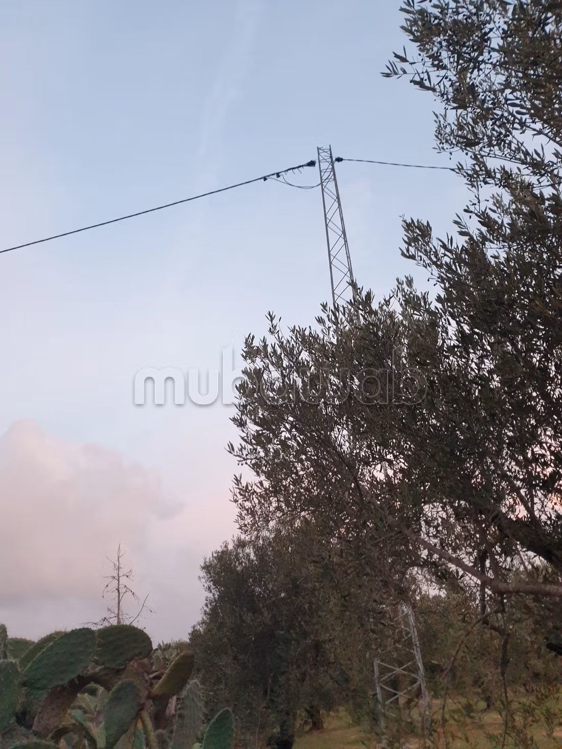 Land for purchase. Area 12000 m²