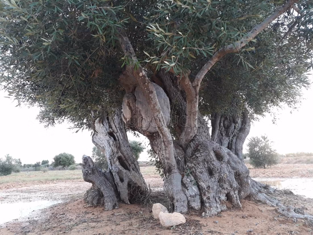 Tghazwissen, Le Bijou de Djerba