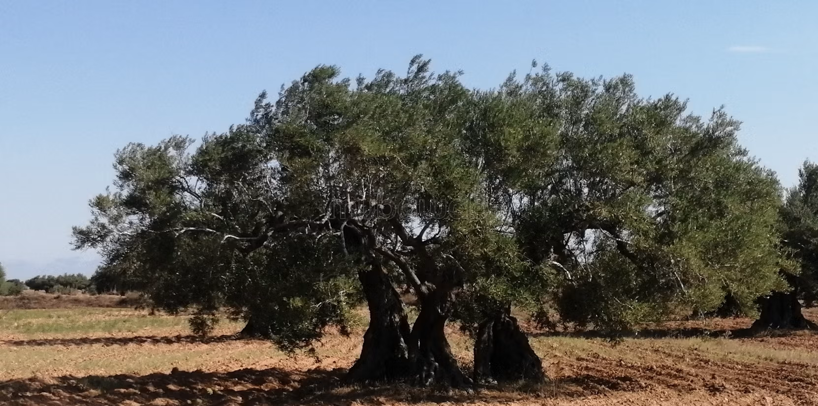 Tghazwissen, Le Bijou de Djerba