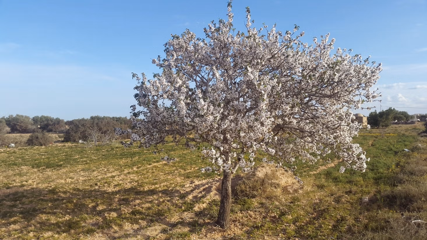 Tghazwissen, Le Bijou de Djerba