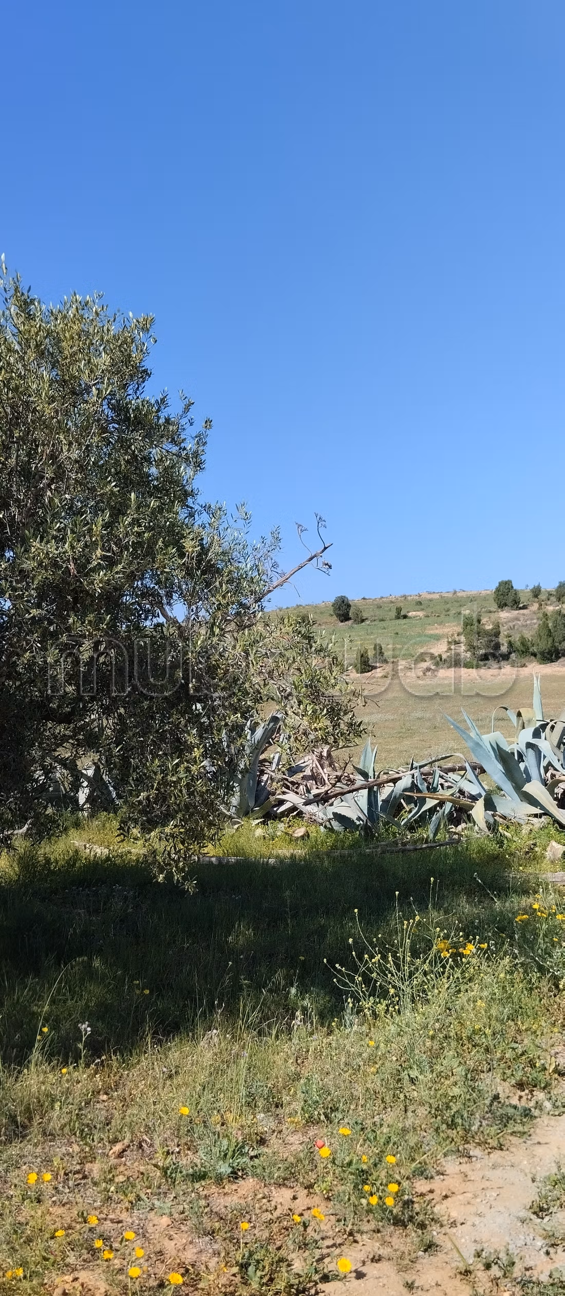 Terrain a vendre a hammamet