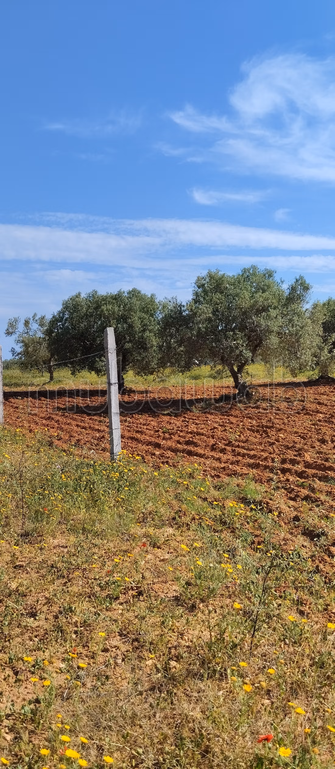 Terrain a vendre a hammamet