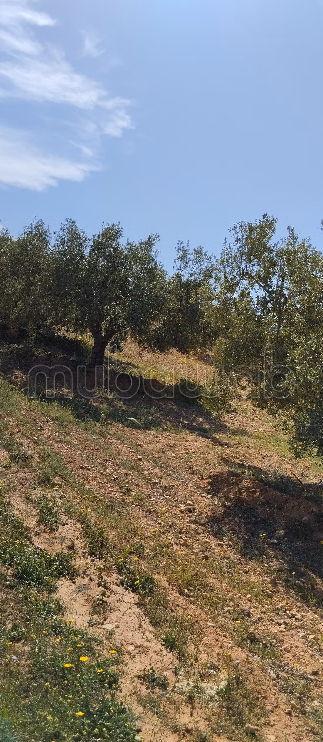 Terrain a vendre a hammamet