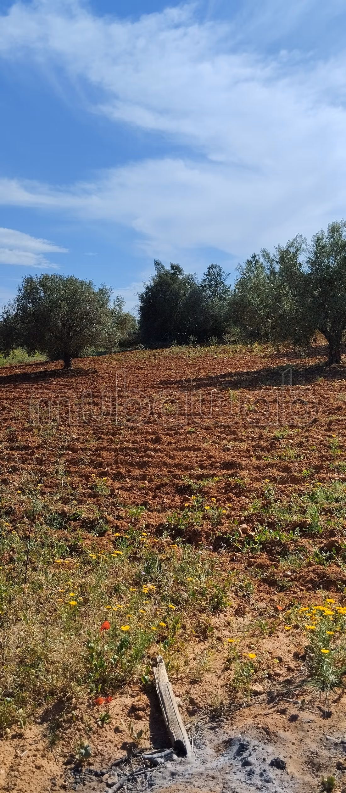 Terrain a vendre a hammamet