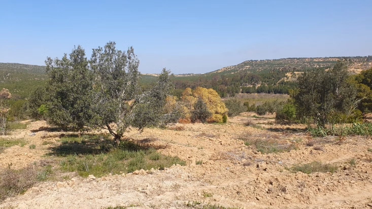 A Vendre Terrains à Hammamet Oued Lassoued