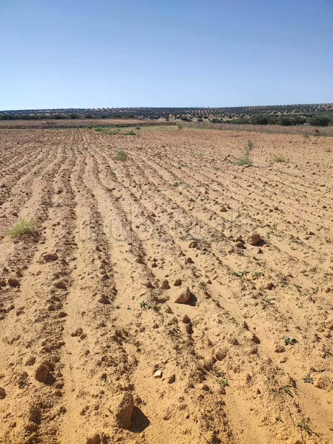 Acquista questo bel terreno a Agareb. Superficie 28000 m². 