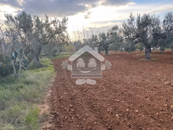 Land for sale. Small area 6160 m². 