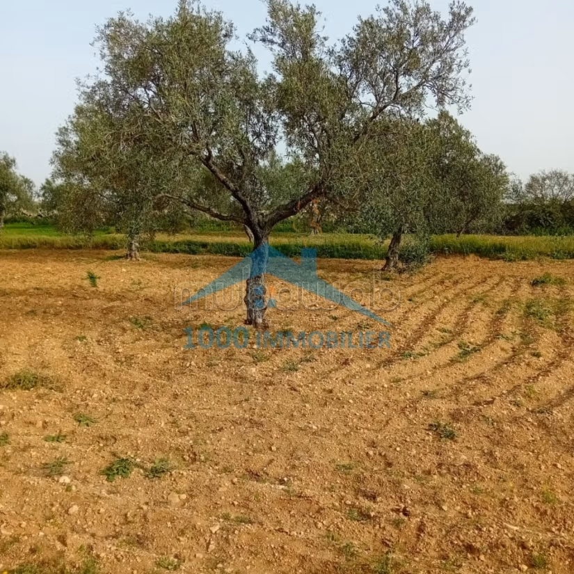 Terrain agricole à vendre Kalaa Kbira