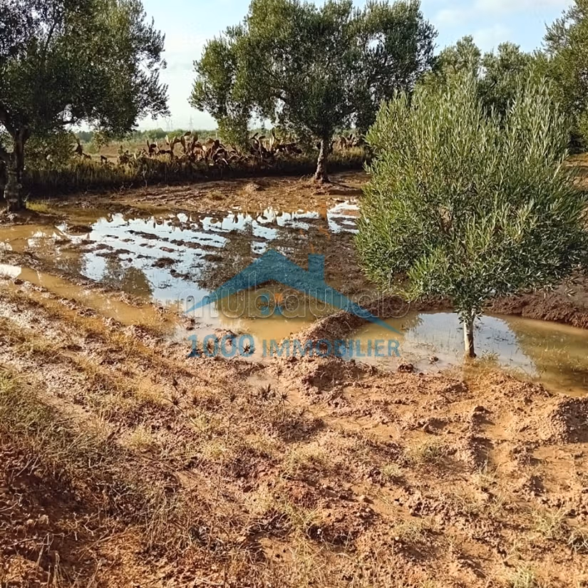 Terrain agricole à vendre Kalaa Kbira
