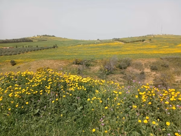 Terrain à vendre