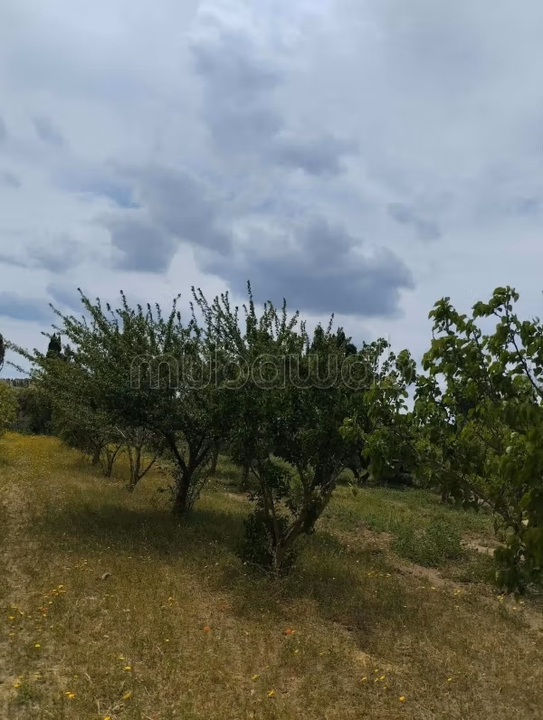Terrain agricole