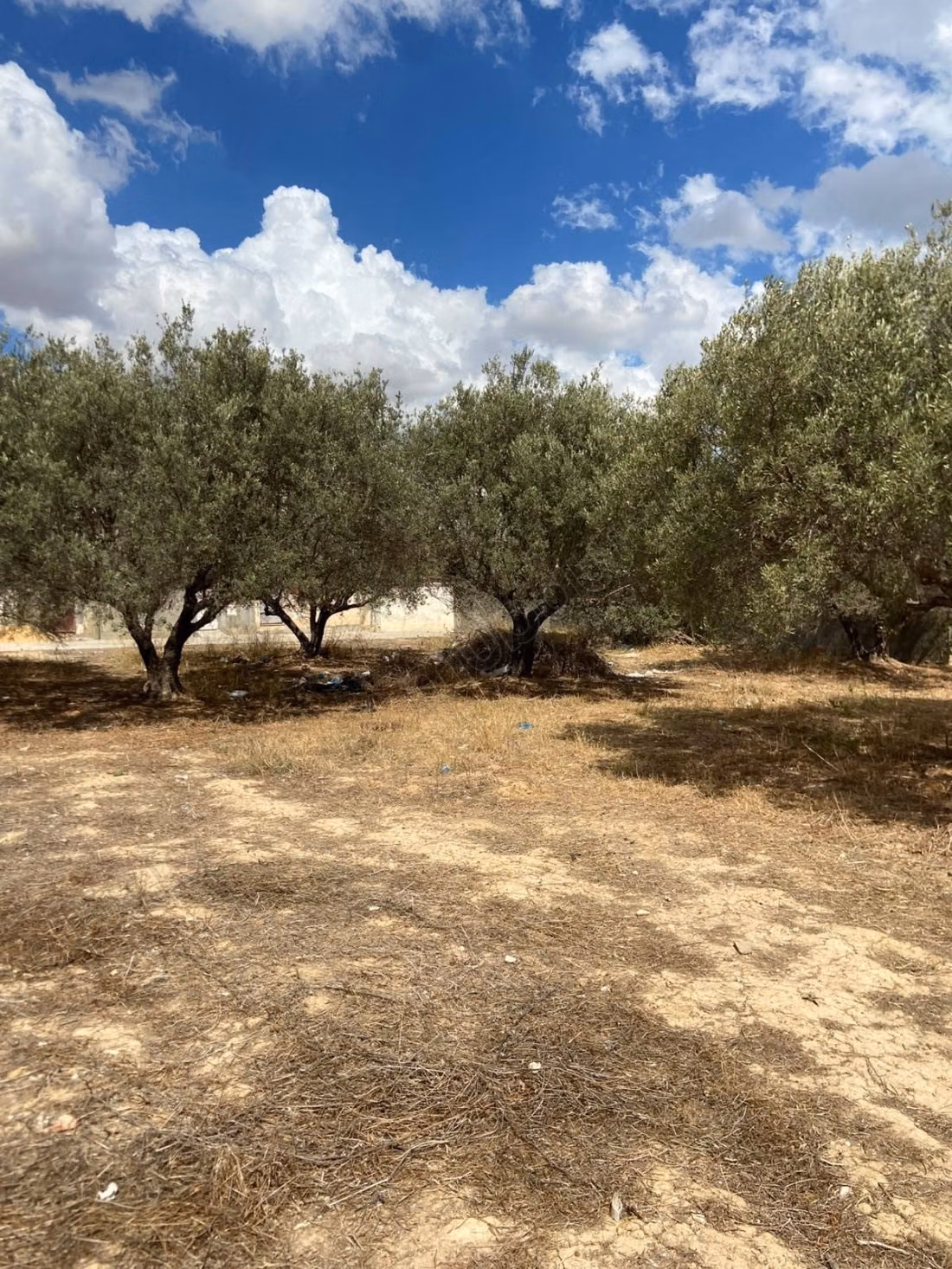 Des Terrains à vendre à Jaafer