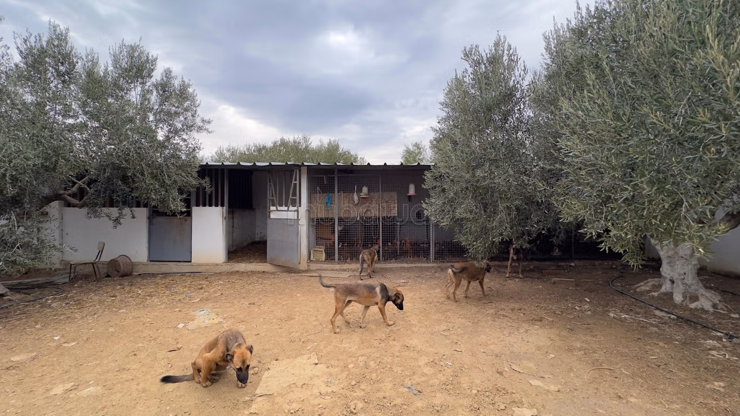 Terrain agricole de 11376 m² à el houaria, Nabeul