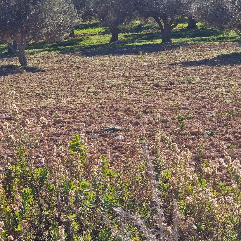 Aousja / vente terrain agricole 1 hectare et 500m2