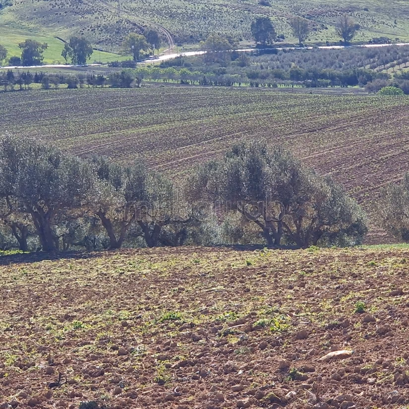 Aousja / vente terrain agricole 1 hectare et 500m2
